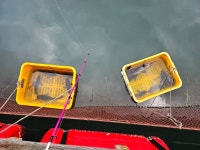 도비도바람 바다낚시조황 > 8/24 도비도 부흥호좌대 조황 : 낚시사랑