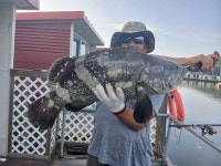 해성좌대 바다낚시조황 > 당진 해성호좌대 4월8일 조황정보 : 낚시사랑