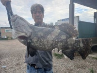 해성좌대 바다낚시조황 > 당진 해성호좌대 4월8일 조황정보 : 낚시사랑