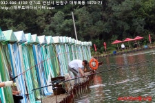 대부도바다낚시터 바다낚시조황 > 2025년 9월 12일 금요일 자바리 홍돔 병어돔 참돔 돗돔 점성어등 조황 : 낚시사랑