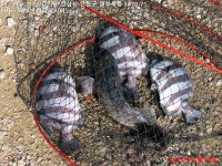 대부도바다낚시터 바다낚시조황 > 2025년 11월 4일 화요일 우럭 참돔 돌돔 점성어등 조황 : 낚시사랑