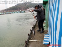 대부도바다낚시터 바다낚시조황 > 2026년 3월 6일 금요일 우럭 조황 및 우럭 대량입하 : 낚시사랑