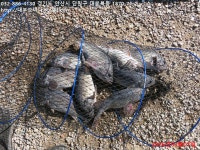 대부도바다낚시터 바다낚시조황 > 2026년 3월 7일 토요일 우럭 조황 : 낚시사랑