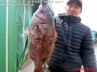 대부도바다낚시터 바다낚시조황 > 2026년 4월 11일 토요일 우럭 농어 참돔 대돔 돗돔 돌돔등 조황 : 낚시사랑