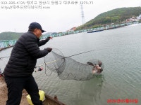 대부도바다낚시터 바다낚시조황 > 2026년 5월 3일 일요일 참돔 돗돔 돌돔 능성어 점성어등 조황 : 낚시사랑