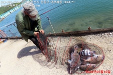 대부도바다낚시터 바다낚시조황 > 2026년 5월 10일 일요일 참돔 대돔 돗돔 돌돔 점성어 능성어등 조황 : 낚시사랑