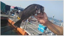 장고항굿맨낚시 > 10월 마지막주 바다 자연식좌대 조황입니다. : 낚시사랑