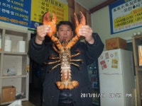 예지바다낚시터 > 예지바다실내낚시터11월18일 랍스터&장어낚시터개장~~ : 낚시사랑