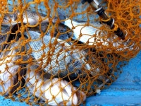 진도접도낚시 > 접도권 조황 : 낚시사랑