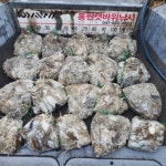 브라보낚시 > 레전드호 - 무창포브라보낚시 10/01 갑오징어 조황 : 낚시사랑