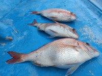 진도접도낚시 > 접도권 조황 : 낚시사랑