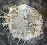 브라보낚시 > 레전드호 - 무창포브라보낚시 04/10 봄쭈꾸미 3人 굿 조황 : 낚시사랑