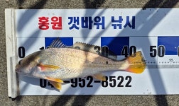 홍원갯바위낚시 > [7월31일 홍원항 뉴아일랜드호] “백조기 160수에 대왕 수조기까지 쿨러 꽉! 오늘 바다 미쳤다!” : 낚시사랑