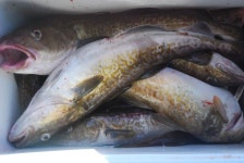 힘찬아빠 김현걸 > 속초 고성앞바다 문암항에서 속초배낚시, 대구낚시를 다녀왔습니다. : 낚시사랑