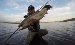 스파이더최 > 유정지 김실장님의 남대천 연어 : 낚시사랑