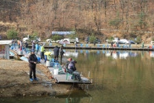 루플스 > 지곡지 송어 입질 양호 : 낚시사랑