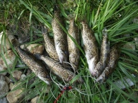 홍돌돔 > 단양 쏘가리 낚시 다녀왓습니다 : 낚시사랑