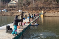유정낚시터 유료낚시터 > 연일 폭팔적인 조황을 보이고 있는 유정지 : 낚시사랑