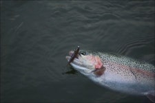 유정낚시터 > 크랭크와 송충이에 대박~^^ : 낚시사랑