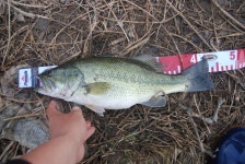 힘찬아빠 김현걸 > [영인지 배스낚시]4월 13일 빵 좋은 영인지 배스를 만나다!!!!! : 낚시사랑