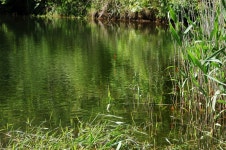 새버들 > ■ 찌올림의 형태 : 낚시사랑