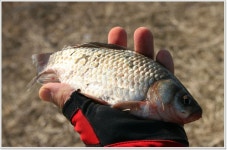 어신 > 칼바람속의 삼존리 둠벙 : 낚시사랑