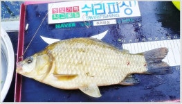 충남 청양 지천에서의 붕어 낚시