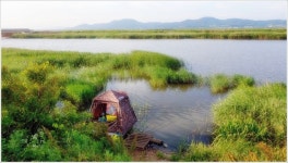 어신 > 떼붕어가 나오는 와룡천 하류 : 낚시사랑