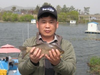 붕찾수 > 산란을 마친 월순이들.. : 낚시사랑