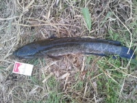 보안관112 > 메기 3형제ㅋ 대구검단동 금호강 : 낚시사랑