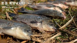 토종계양낚시터 유료낚시터 > ● ** 찌맛~!!** : 낚시사랑