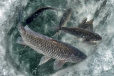 엘리어트 > 겨울을 보내는 낚시여행 ( 경기도 화성 송산면 삼존 수로 - 편 ) : 낚시사랑