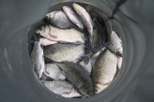 엘리어트 > 충남 아산 안골 낚시터의 봄 : 낚시사랑