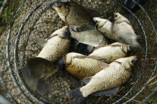 엘리어트 > 바닷가 부근 저수지를 찾아서 ( 강원도 고성) : 낚시사랑