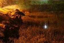 엘리어트 > 바닷가 부근 저수지를 찾아서 ( 강원도 고성) : 낚시사랑