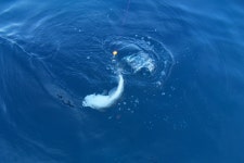 엘리어트 > 바닷가 부근 저수지를 찾아서 ( 강원도 고성) : 낚시사랑