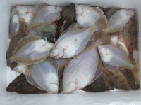 엘리어트 > 바닷가 부근 저수지를 찾아서 ( 강원도 고성) : 낚시사랑