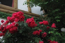 엘리어트 > 여름 낚시여행 ( 강원도 산골, 영월 소류지 - 편 ) : 낚시사랑