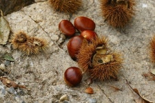 엘리어트 > 매전 저수지로 가을 낚시여행 : 낚시사랑