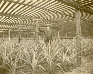 Florida Memory  - George Frost at the pinery on Spring Lake Farm in Altamonte Springs. George Frost at the pinery on Spring... 