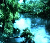 Florida Memory • Lush riverbank 
