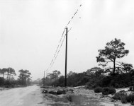 Florida Memory • Migratory purple martins on power lines - Saint George Island, Florida 