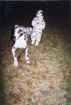 Florida Memory • Child dressed as pet Dalmatian dog for Halloween. 