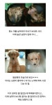 포모스 아내가 보신탕을 끓이는것 같습니다... 아내가 보신탕을 끓이는것 같습니다...