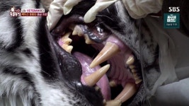 포모스 동물농장) 백두산 호랑이 이빨 ㄷㄷ 동물농장) 백두산 호랑이 이빨 ㄷㄷ