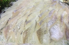 주방직원 구합니다( 채용시까지 ) | 푸드앤잡 채용정보 - 푸드잡엔 푸드앤잡 foodnjob.com