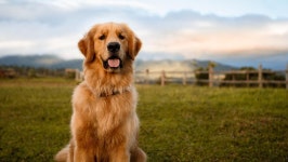 20 Most Popular Dog Breeds – Forbes Advisor