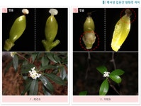 백서향의 국내 집단간 형태적 차이 < 산림생물연구 < 국립수목원 2013년 2월 웹진