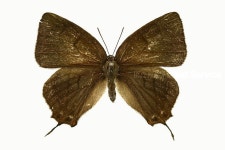 산림청 					 >  휴양·문화(숲에온) >  산림휴양				 : 국명색인