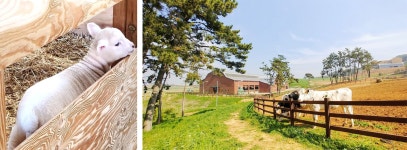 금감원이야기 : FSSZINE